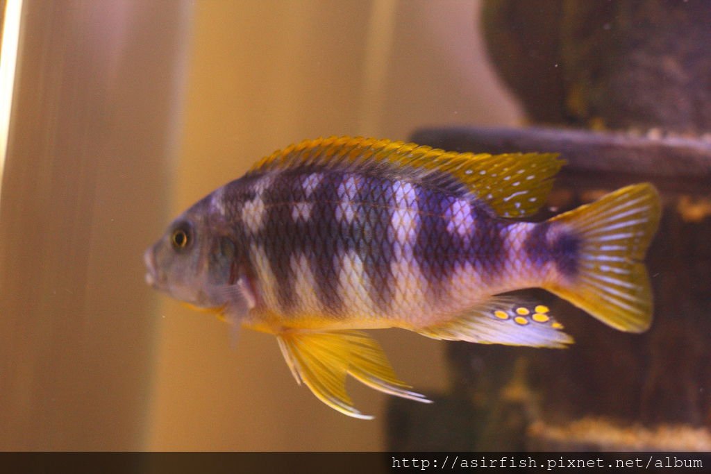 馬鯛 奇蒂姆巴龍王鯛 Petrotilapia sp. &apos;chitimba&apos; 5.JPG