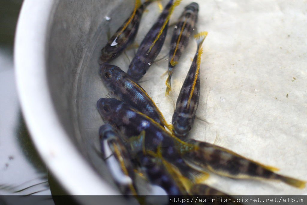 馬鯛 奇蒂姆巴龍王鯛 Petrotilapia sp. &apos;chitimba&apos; 4.JPG