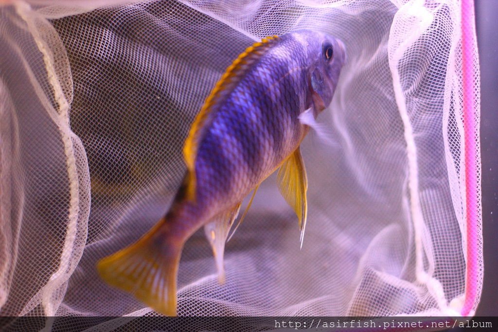 馬鯛 奇蒂姆巴龍王鯛 Petrotilapia sp. &apos;chitimba&apos; 7.JPG