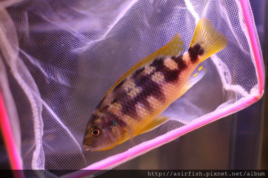 馬鯛 奇蒂姆巴龍王鯛 Petrotilapia sp. &apos;chitimba&apos; 8.JPG