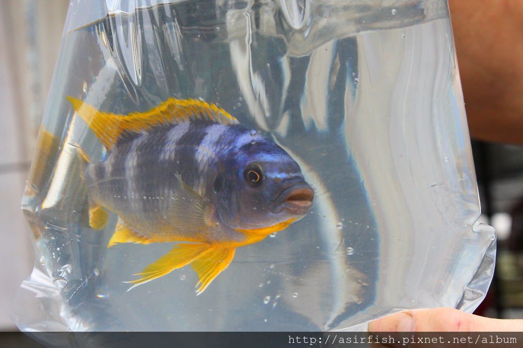 馬鯛 奇蒂姆巴龍王鯛 Petrotilapia sp. &apos;chitimba&apos; 9.JPG
