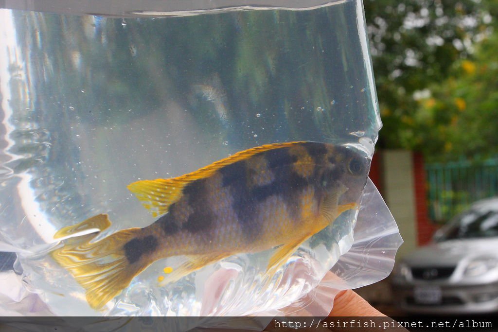 馬鯛 奇蒂姆巴龍王鯛 Petrotilapia sp. &apos;chitimba&apos; 10.JPG
