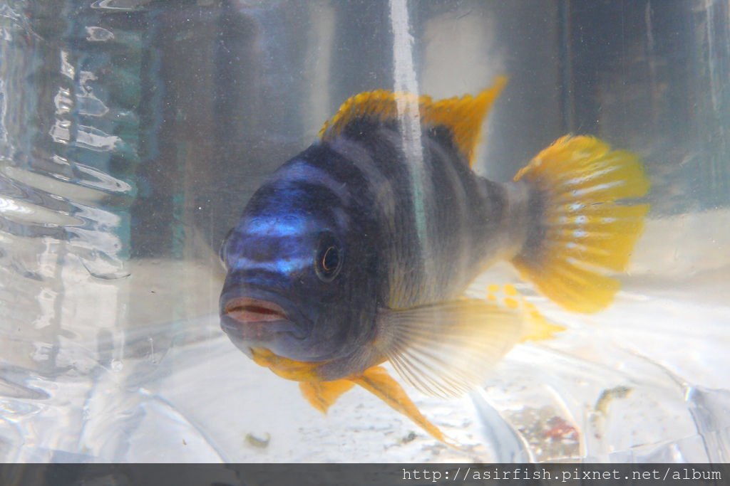 馬鯛 奇蒂姆巴龍王鯛 Petrotilapia sp. &apos;chitimba&apos; 11.JPG