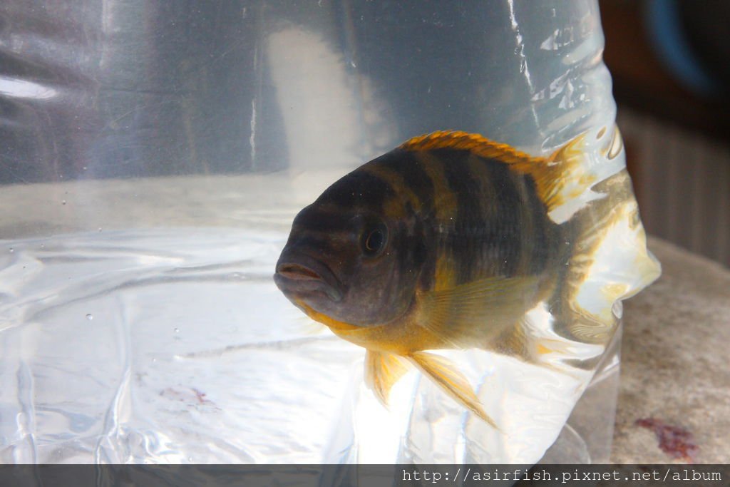 馬鯛 奇蒂姆巴龍王鯛 Petrotilapia sp. &apos;chitimba&apos; 12.JPG