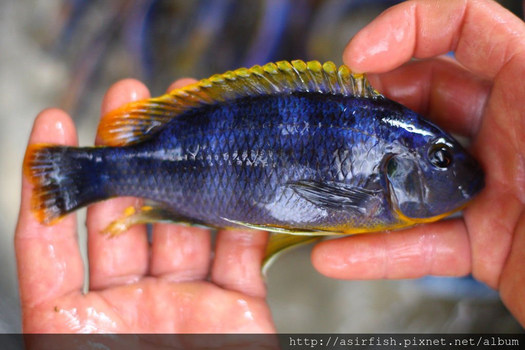 馬鯛 奇蒂姆巴龍王鯛 Petrotilapia sp. &apos;chitimba&apos; 13.JPG