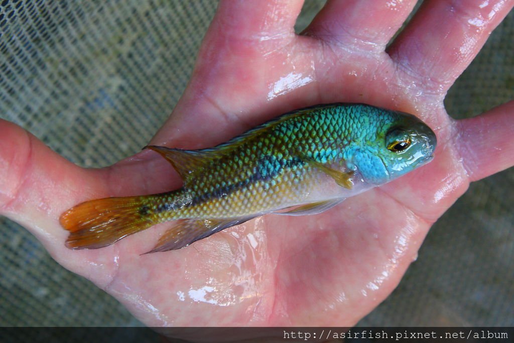 美鯛 珍珠火口 Hypsophrys nicaraguensis 5.JPG