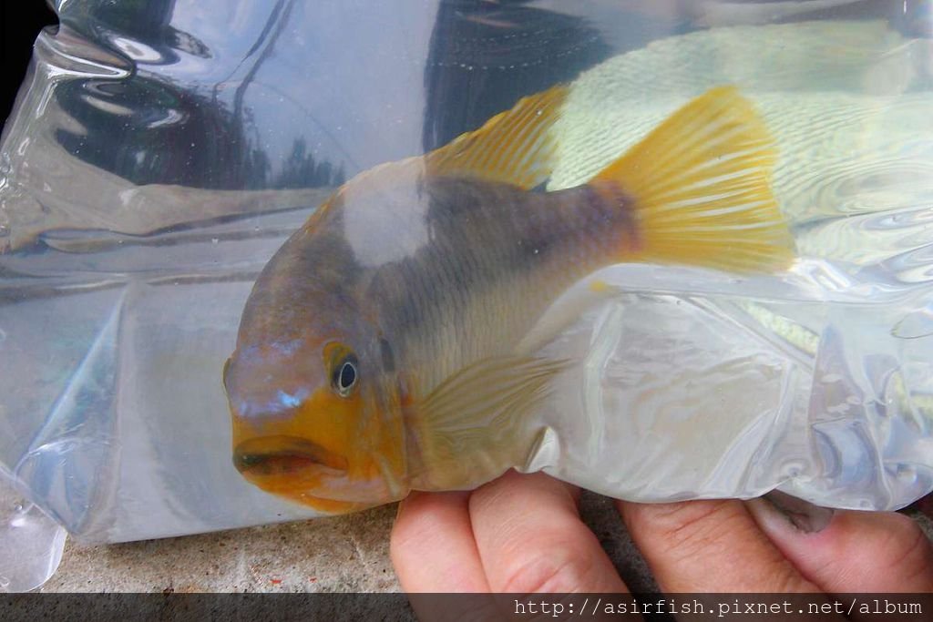 馬鯛 姆斑吉黃顎龍王鯛 Petrotilapia sp. &apos;yellow chin mbenji&apos; (2).JPG