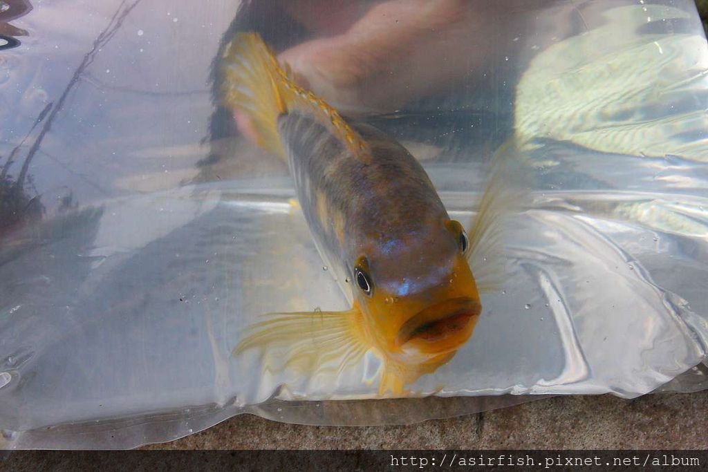 馬鯛 姆斑吉黃顎龍王鯛 Petrotilapia sp. &apos;yellow chin mbenji&apos; (1).JPG