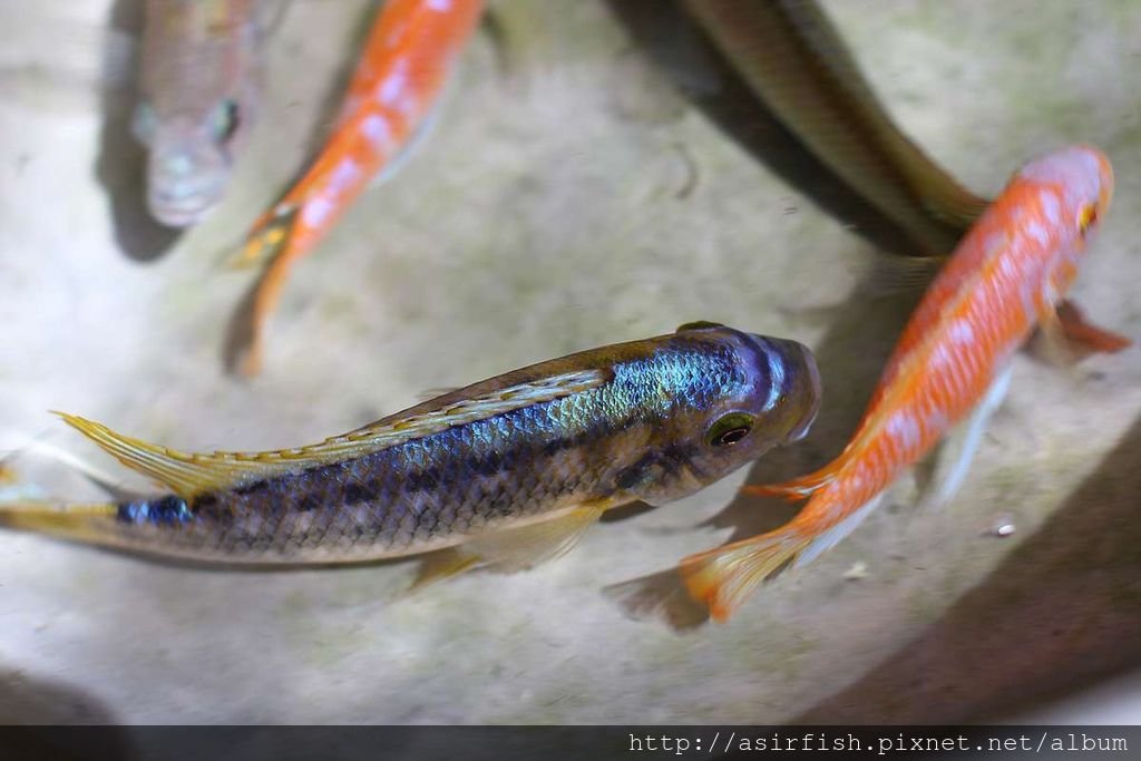 馬鯛 姆斑吉黃顎龍王鯛 Petrotilapia sp. &apos;yellow chin mbenji&apos; (4).JPG