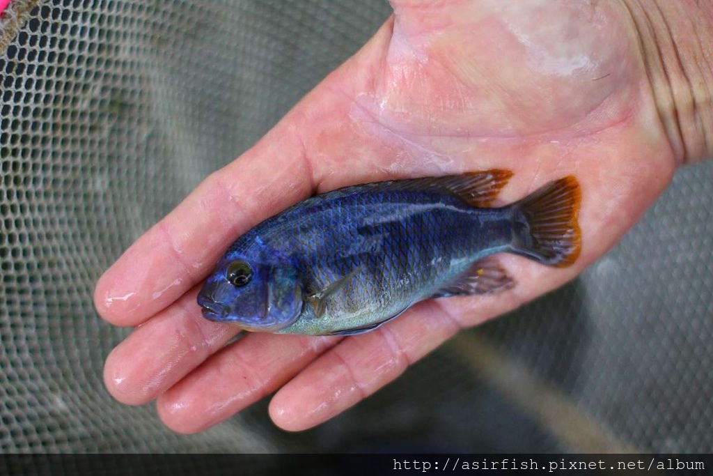 馬鯛 姆斑吉黃顎龍王鯛 Petrotilapia sp. &apos;yellow chin mbenji&apos; (3).JPG