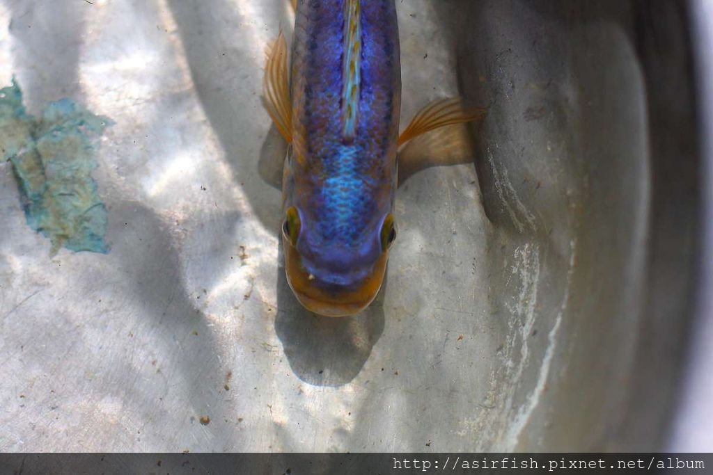 馬鯛 姆斑吉黃顎龍王鯛 Petrotilapia sp. &apos;yellow chin mbenji&apos; (5).JPG