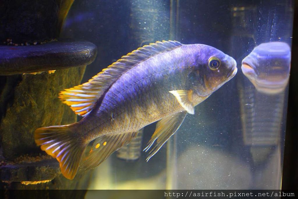 馬鯛 姆斑吉黃顎龍王鯛 Petrotilapia sp. &apos;yellow chin mbenji&apos; (7).JPG