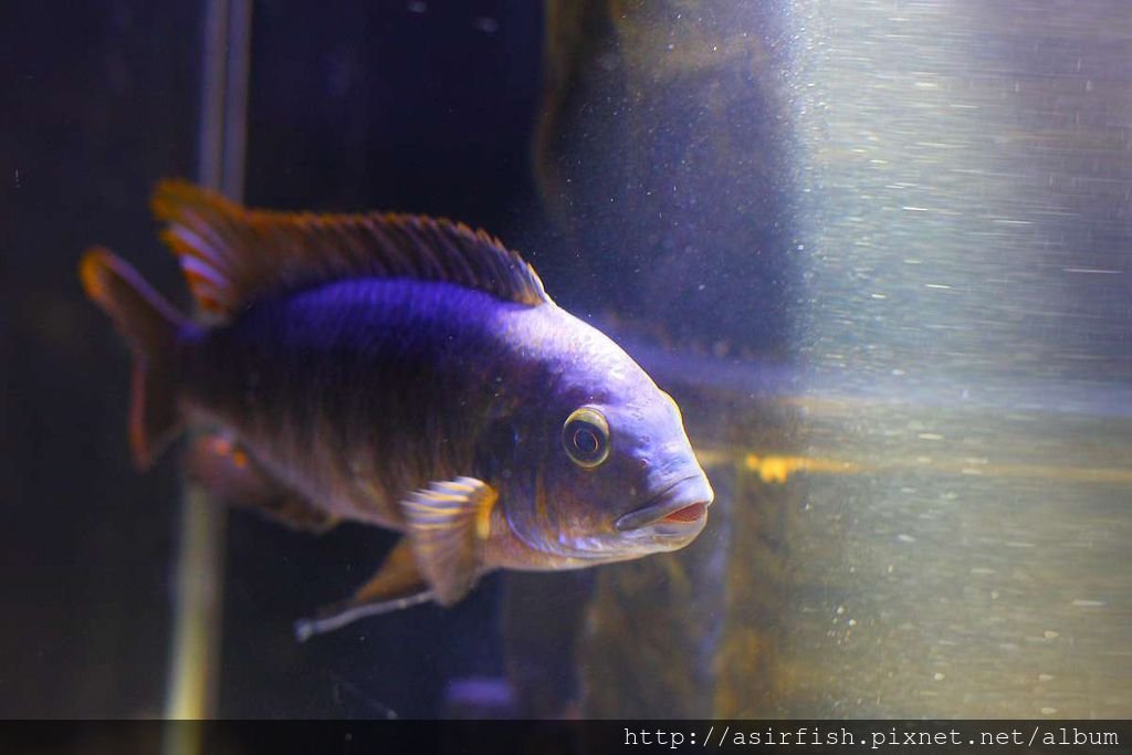 馬鯛 姆斑吉黃顎龍王鯛 Petrotilapia sp. &apos;yellow chin mbenji&apos; (9).JPG