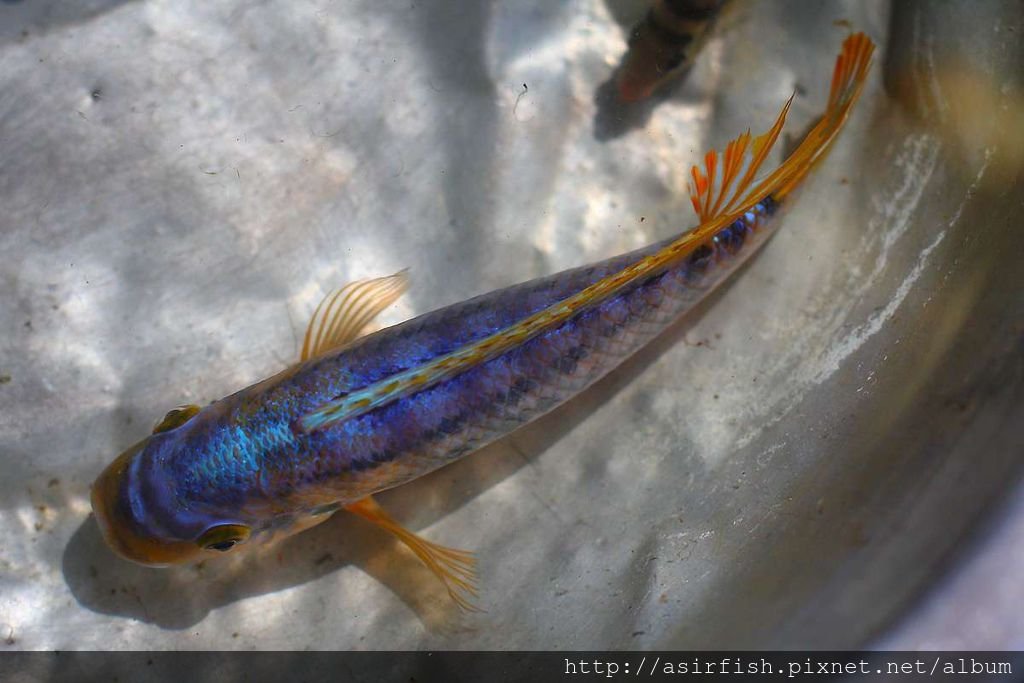 馬鯛 姆斑吉黃顎龍王鯛 Petrotilapia sp. &apos;yellow chin mbenji&apos; (6).JPG