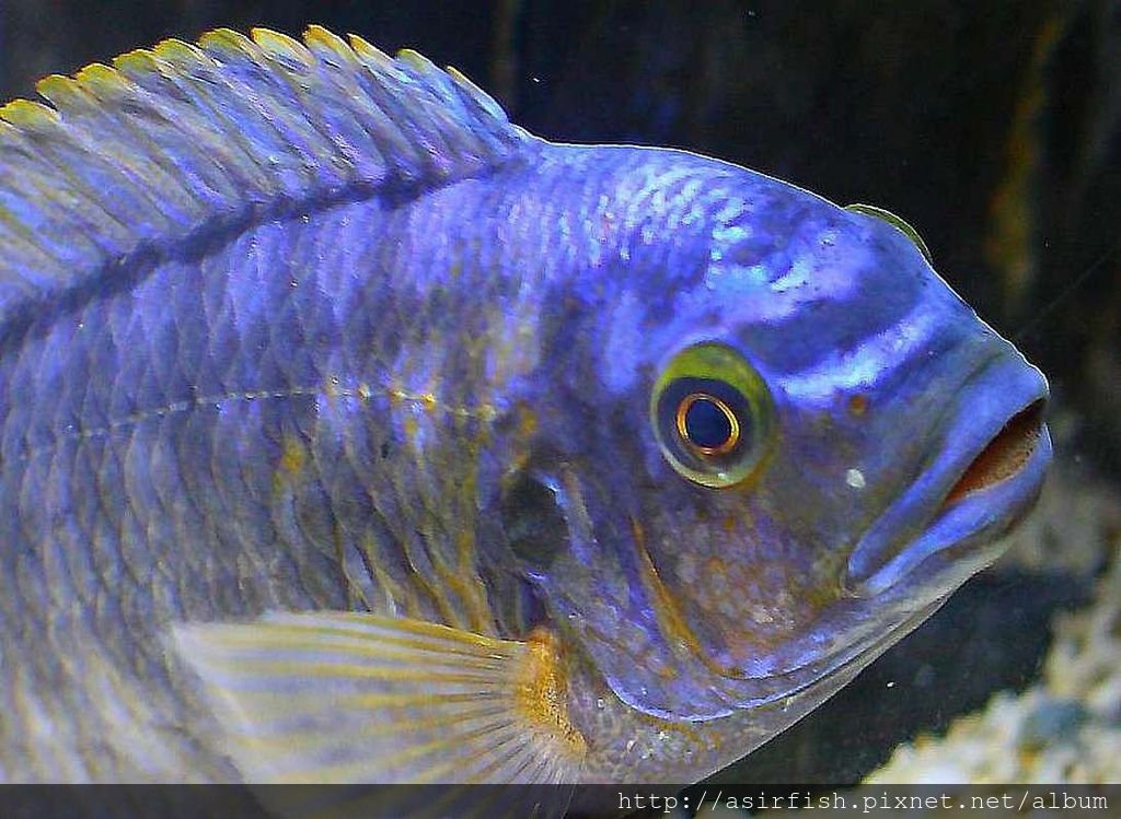 馬鯛 姆斑吉黃顎龍王鯛 Petrotilapia sp. &apos;yellow chin mbenji&apos; (8).JPG
