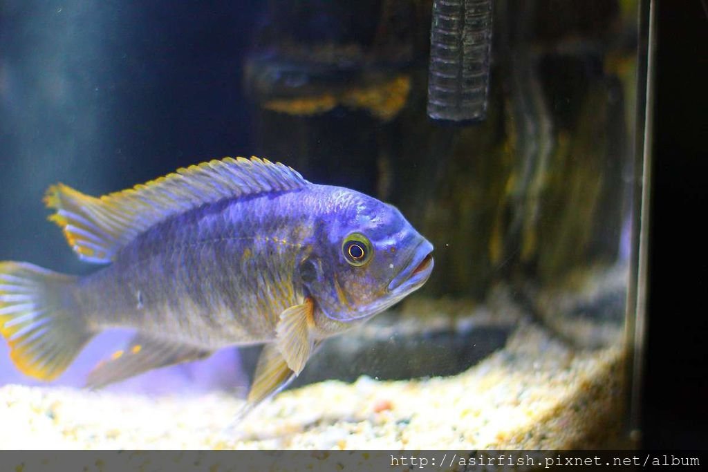 馬鯛 姆斑吉黃顎龍王鯛 Petrotilapia sp. &apos;yellow chin mbenji&apos; (10).JPG