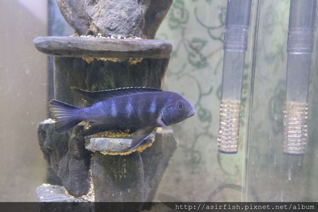 馬鯛 奇瓦力斑馬 Pseudotropheus sp. &apos;elongatus chewere&apos; (2).JPG