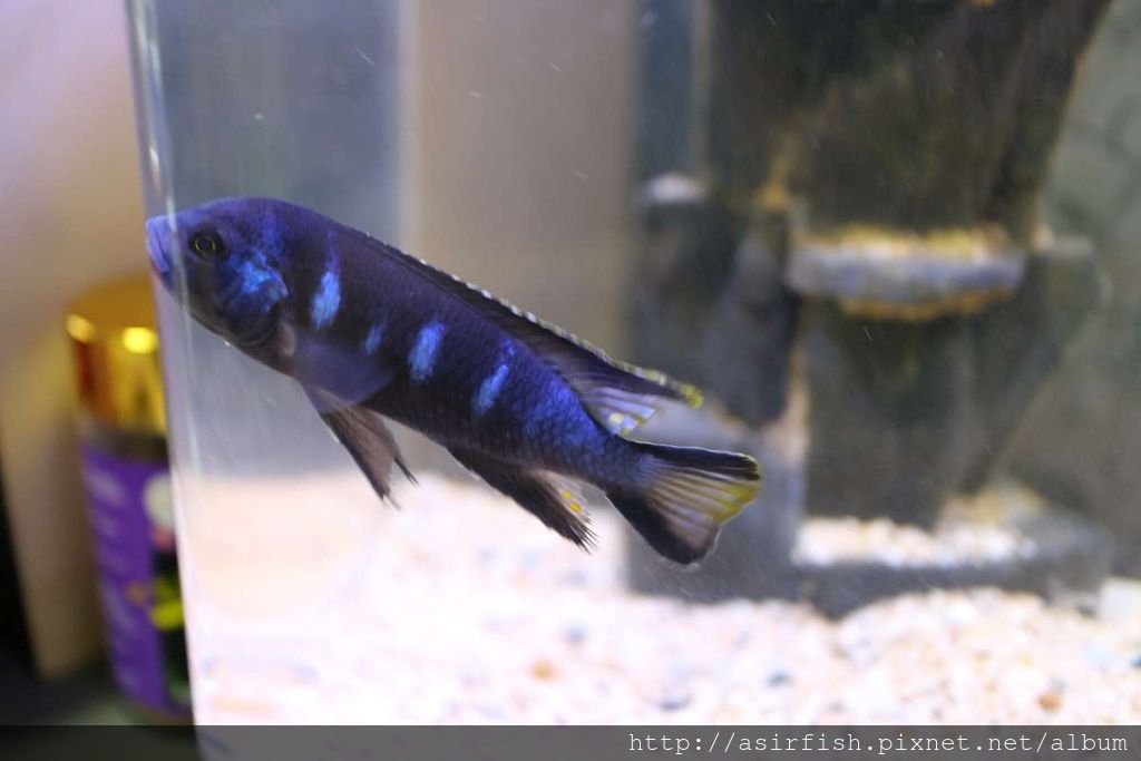 馬鯛 奇瓦力斑馬 Pseudotropheus sp. &apos;elongatus chewere&apos; (1).JPG