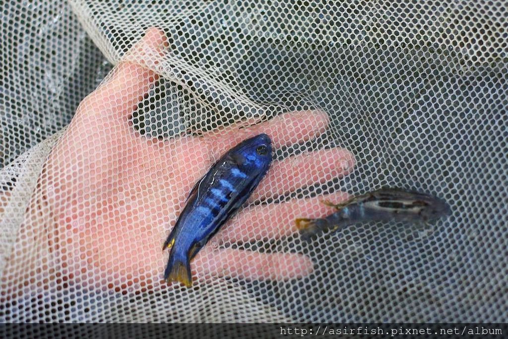 馬鯛 奇瓦力斑馬 Pseudotropheus sp. &apos;elongatus chewere&apos; (4).JPG