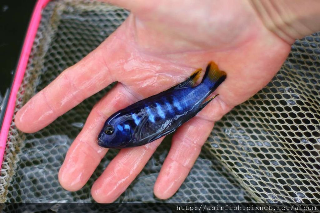 馬鯛 奇瓦力斑馬 Pseudotropheus sp. &apos;elongatus chewere&apos; (3).JPG