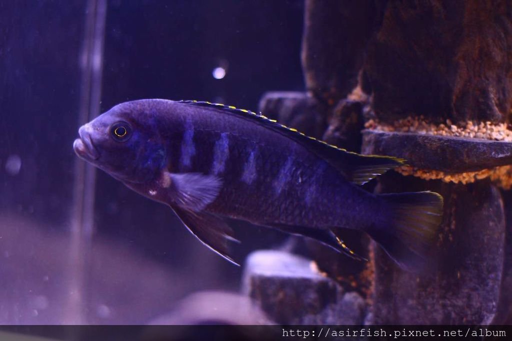 馬鯛 奇瓦力斑馬 Pseudotropheus sp. &apos;elongatus chewere&apos; (7).JPG
