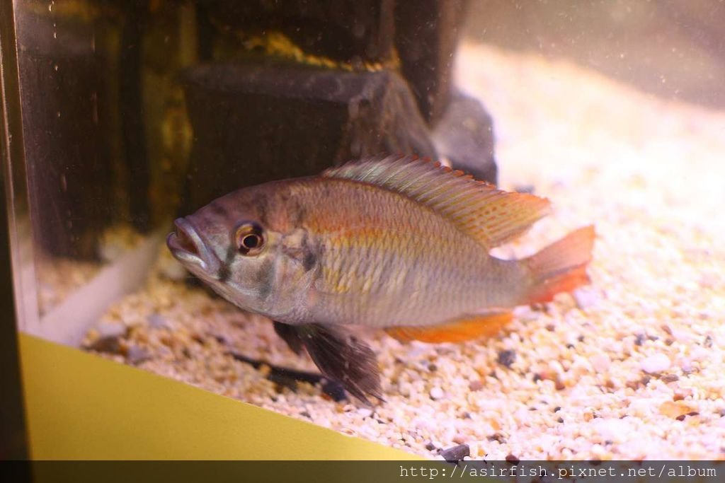 維鯛 火背天使 Haplochromis sp. &apos;Flameback&apos; (3).JPG