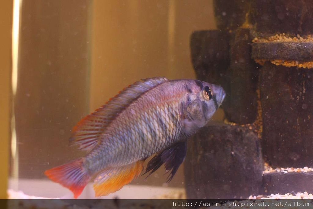 維鯛 火背天使 Haplochromis sp. &apos;Flameback&apos; (2).JPG