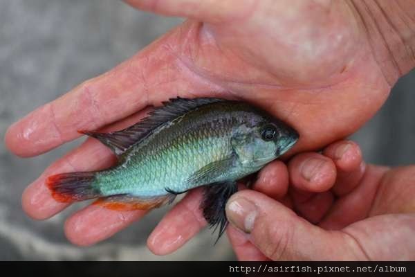 維鯛 火背天使 Haplochromis sp. &apos;Flameback&apos; (1).JPG