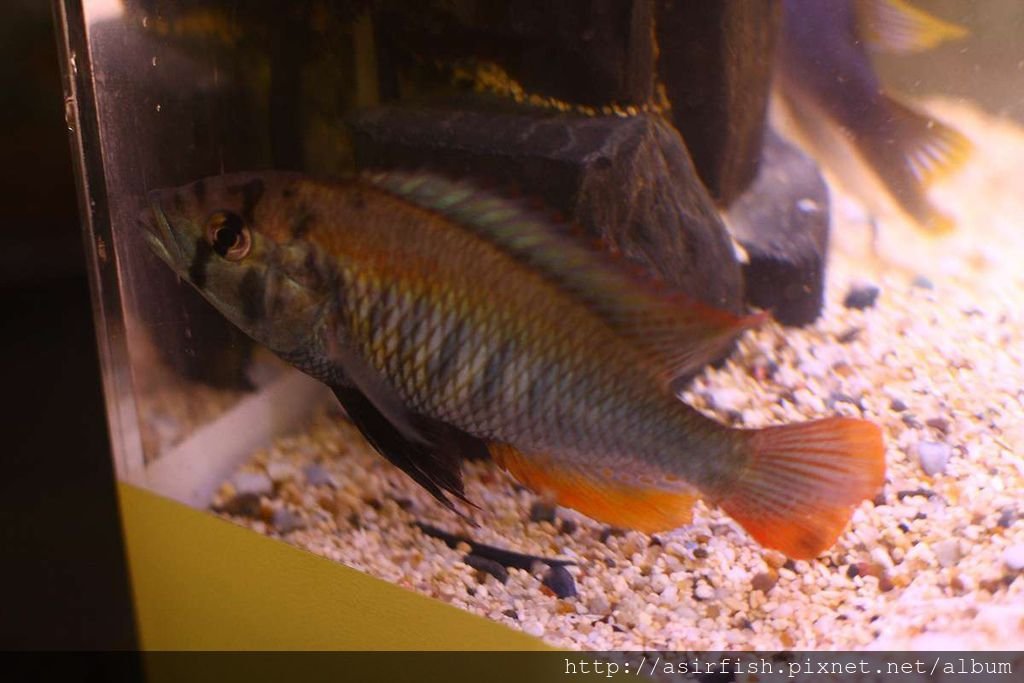 維鯛 火背天使 Haplochromis sp. &apos;Flameback&apos; (5).JPG