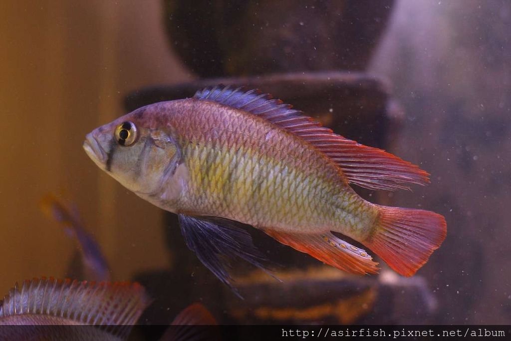 維鯛 火背天使 Haplochromis sp. &apos;Flameback&apos; (7).JPG