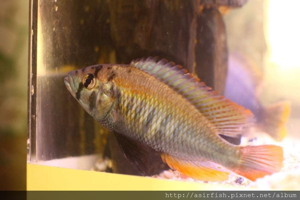 維鯛 火背天使 Haplochromis sp. &apos;Flameback&apos; (6).JPG