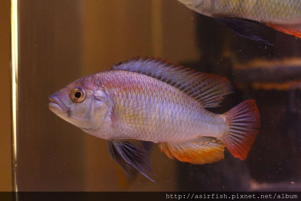 維鯛 火背天使 Haplochromis sp. &apos;Flameback&apos; (8).JPG