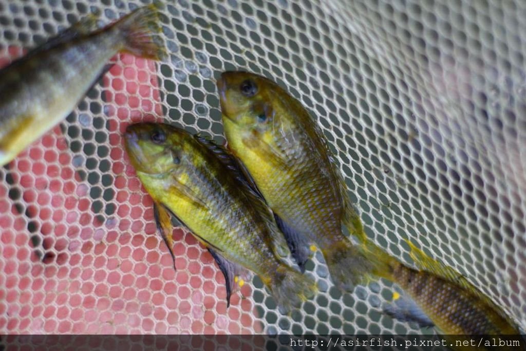 馬鯛 黃金奇隆多 Tropheops macrophthalmus kirondo 1
