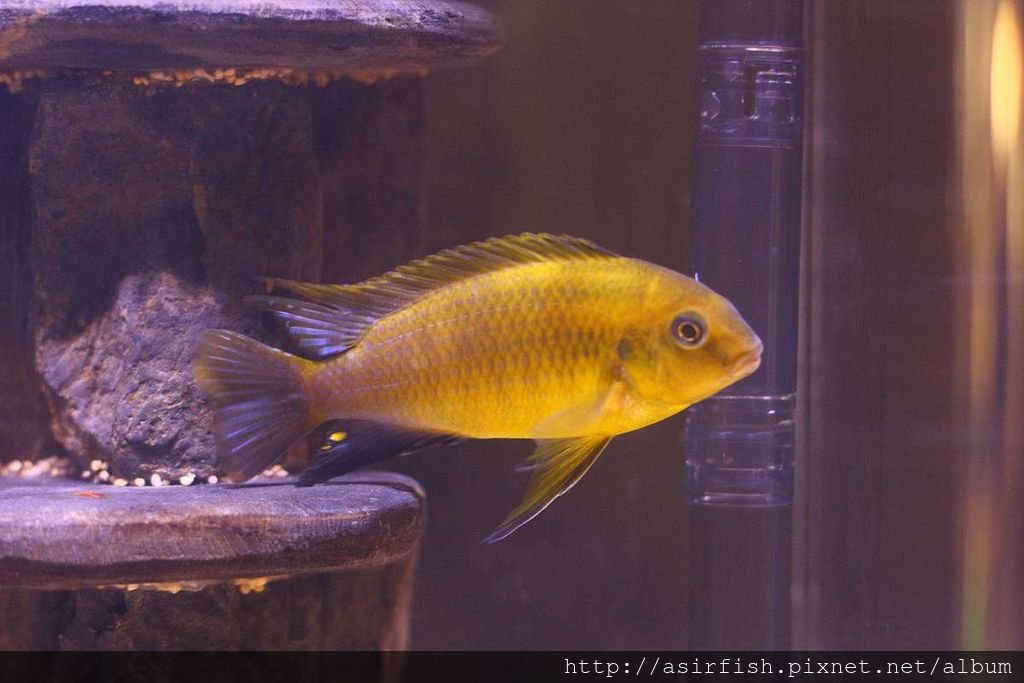 馬鯛 黃金奇隆多 Tropheops macrophthalmus kirondo 3
