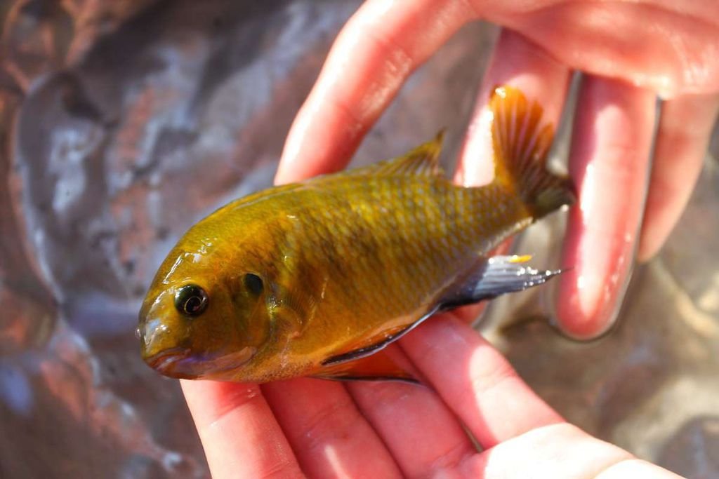 馬鯛 黃金奇隆多 Tropheops macrophthalmus kirondo 4.JPG