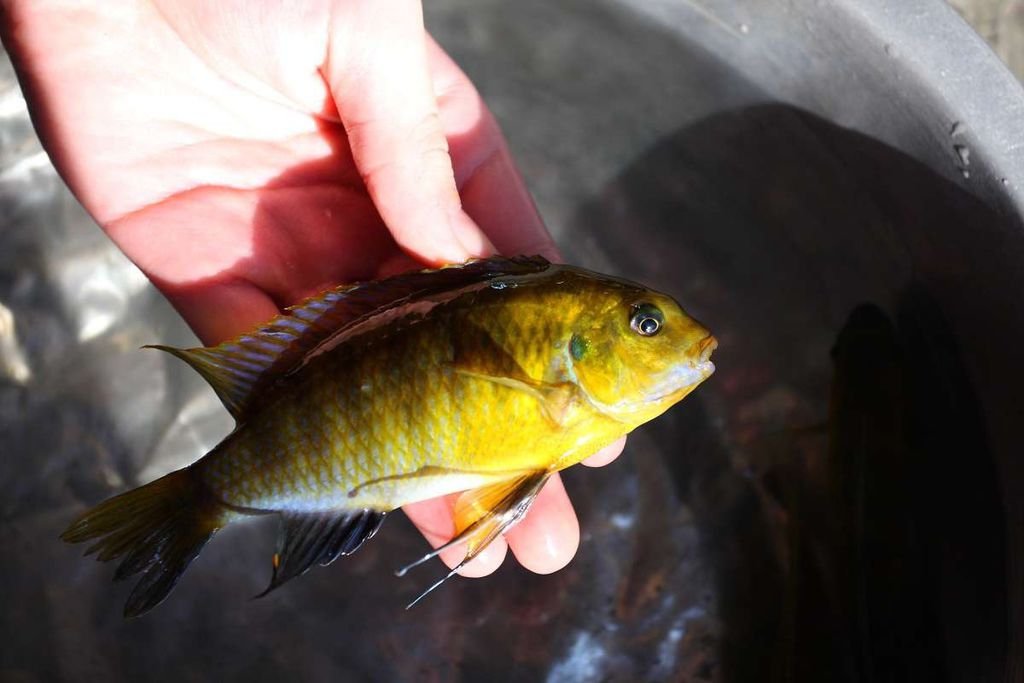 馬鯛 黃金奇隆多 Tropheops macrophthalmus kirondo 5.JPG