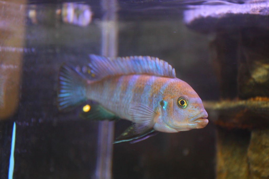 馬鯛 金背斑馬(柯布) Cynotilapia zebroides (Cobue) 9