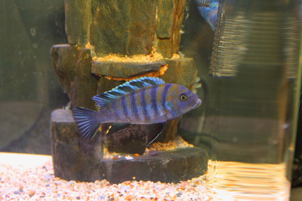 馬鯛 金背斑馬(柯布) Cynotilapia zebroides (Cobue) 10