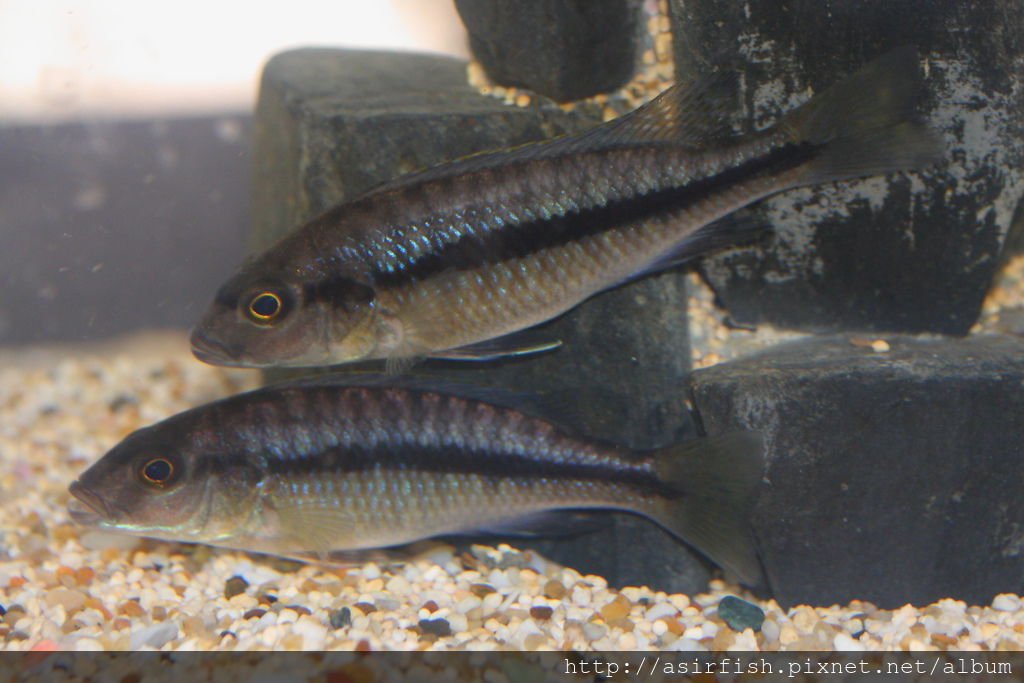 聖安娜 Taeniochromis holotaenia (1)
