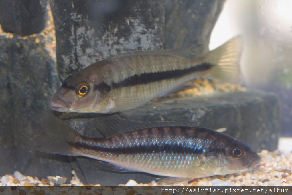 聖安娜 Taeniochromis holotaenia (3)