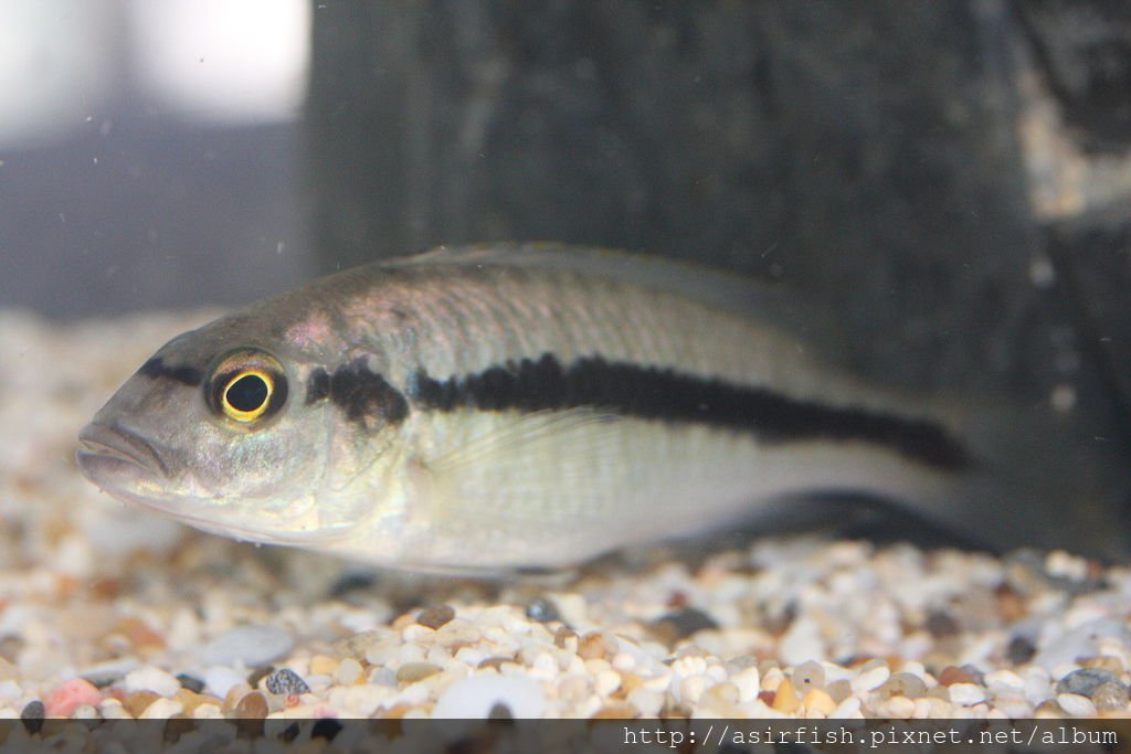 聖安娜 Taeniochromis holotaenia (2)
