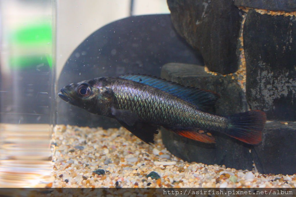 維湖慈鯛 雷爾 Haplochromis thereuterion (4).JPG