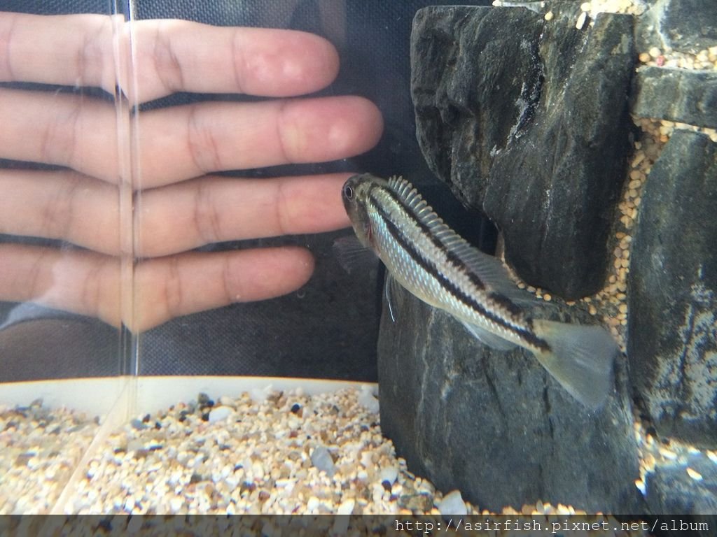 馬鯛 鳥嘴 Aristochromis christyi 6.JPG