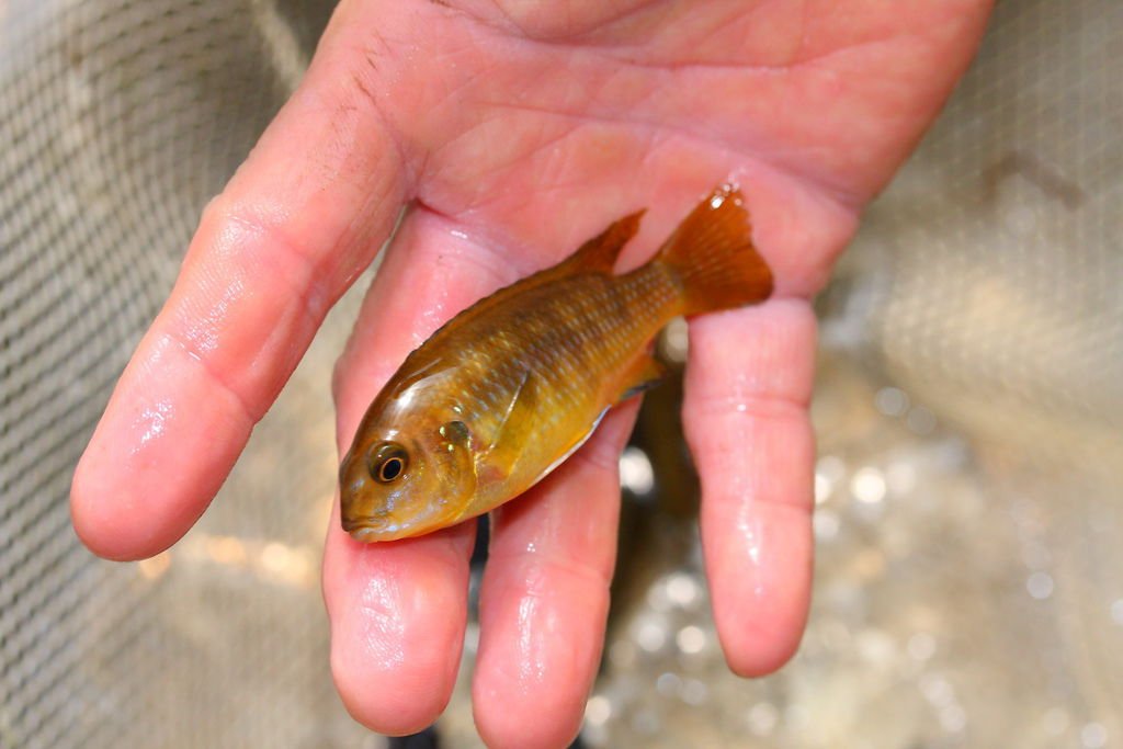 馬鯛 桔色奇倫巴 Tropheops sp. &apos;Chilumba&apos; (Female).JPG