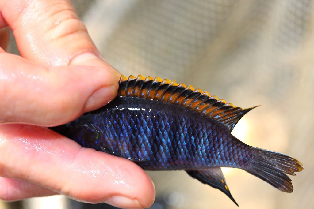 馬鯛 桔色奇倫巴 Tropheops sp. &apos;Chilumba&apos; (Male 1).JPG