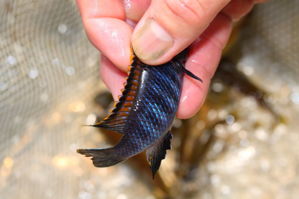 馬鯛 桔色奇倫巴 Tropheops sp. &apos;Chilumba&apos; (Male 2).JPG