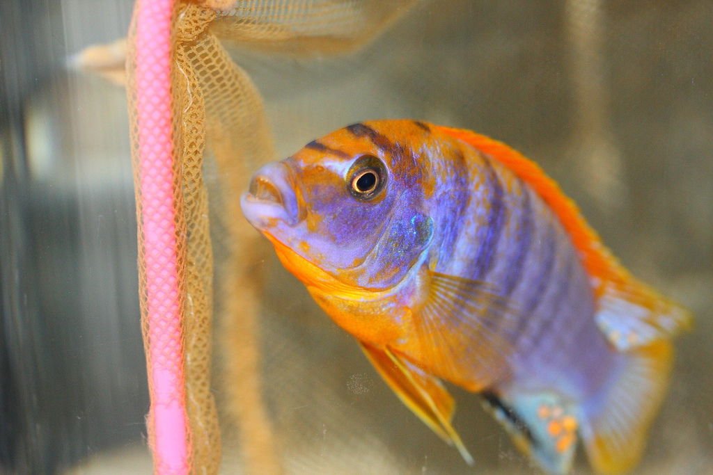 馬鯛 超級紅雞 Labidochromis sp. Hongi &apos;Super Red&apos; (1).JPG