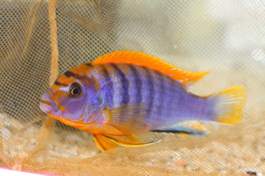 馬鯛 超級紅雞 Labidochromis sp. Hongi &apos;Super Red&apos; (2).JPG