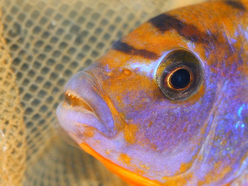 馬鯛 超級紅雞 Labidochromis sp. Hongi &apos;Super Red&apos; (3).JPG