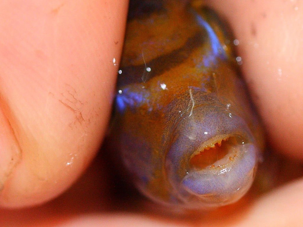 馬鯛 超級紅雞 Labidochromis sp. Hongi &apos;Super Red&apos; (4).JPG